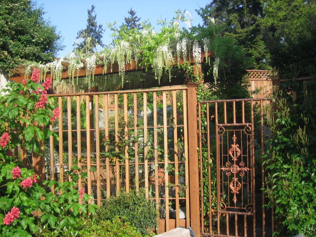 pergola with wisteria photo IMG_0642.jpg